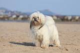 LHASSA APSO 319